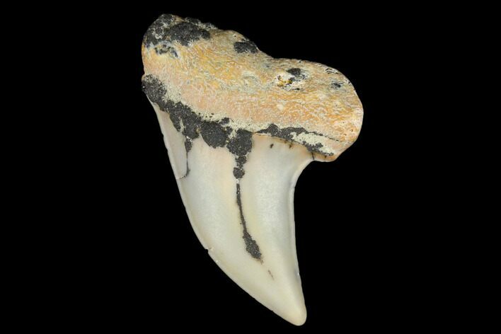 Fossil Shark Tooth (Carcharodon planus) - Bakersfield, CA #178318